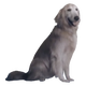 Illustration for article titled iAce Combat 7/isi /iMost Lovable Character Is A Picture Of A Dog